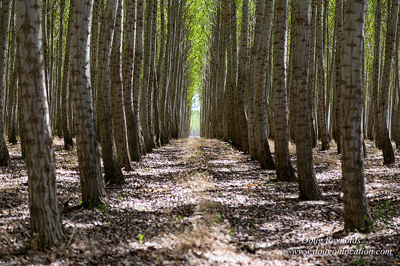 Tree Farm
