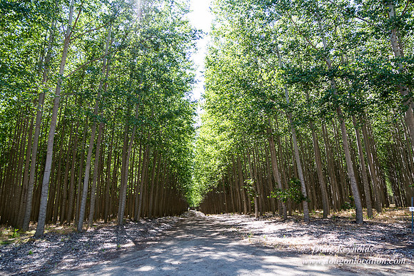 Tree Farm