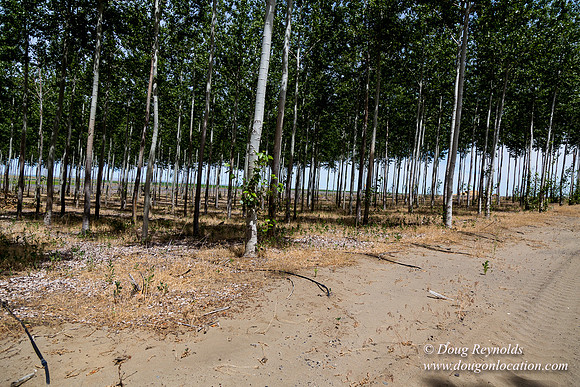 Tree Farm