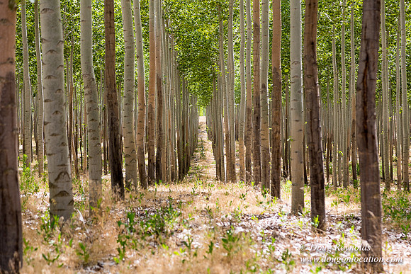 Tree Farm