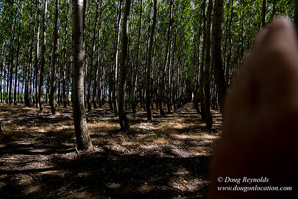 Tree Farm