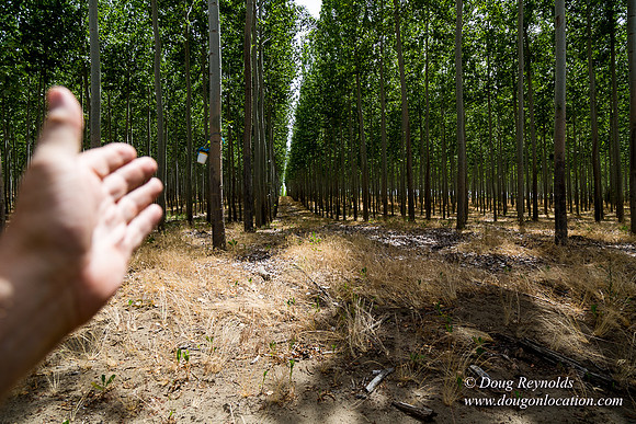 Tree Farm