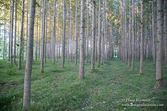 LCG & GWG Tree Farm