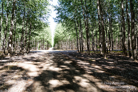Tree Farm