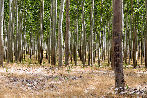 Tree Farm