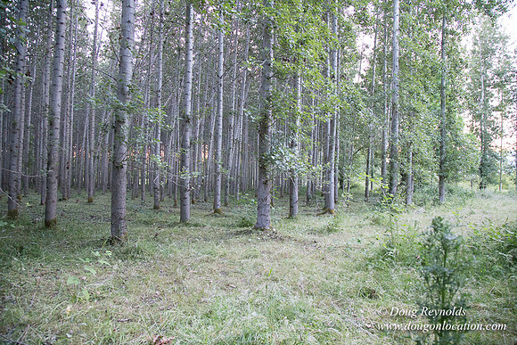 LCG & GWG Tree Farm