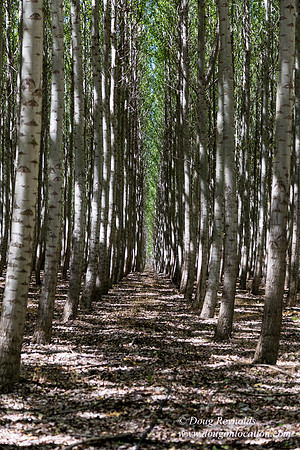 Tree Farm