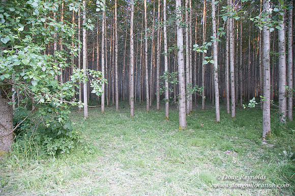LCG & GWG Tree Farm