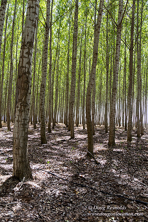 Tree Farm
