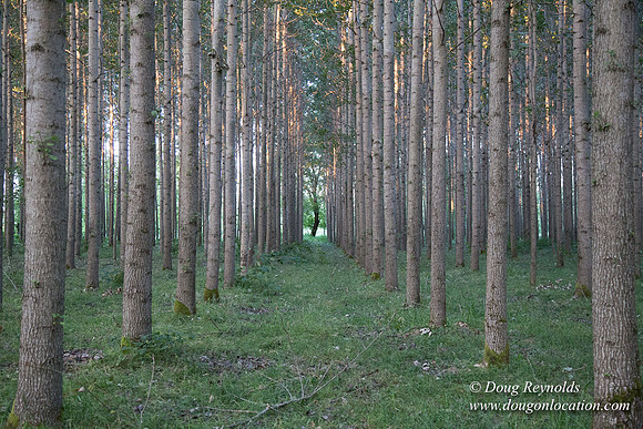 LCG & GWG Tree Farm