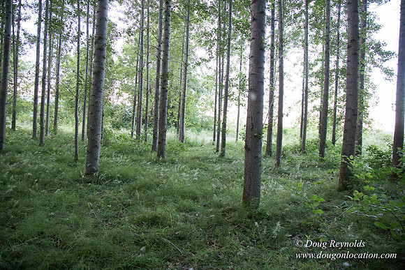 LCG & GWG Tree Farm