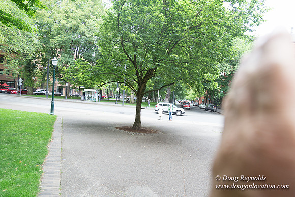 Portland Streets