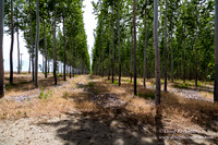 Tree Farm