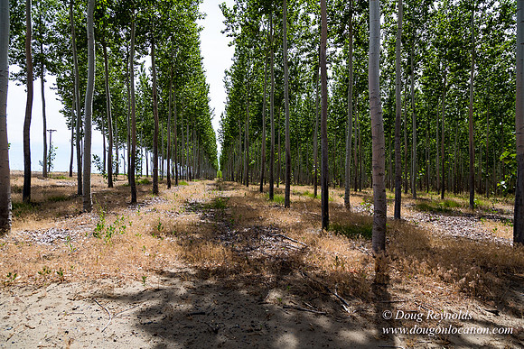Tree Farm