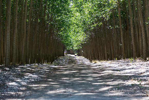 Tree Farm