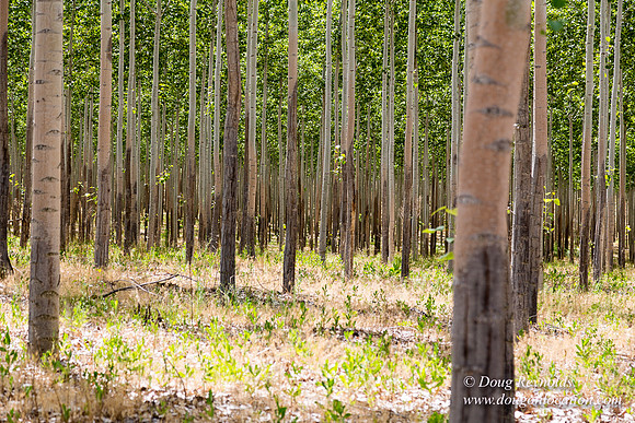 Tree Farm