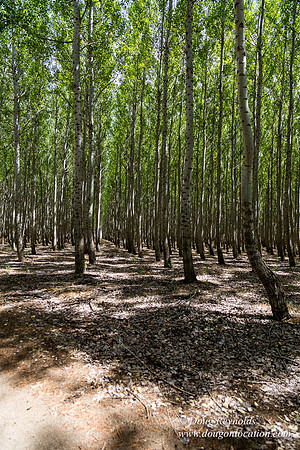 Tree Farm