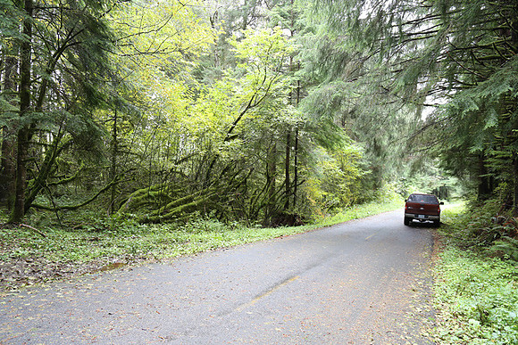 Saddle Mt Rd-0312