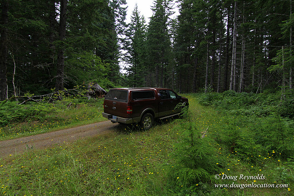 Tree & Forested locations