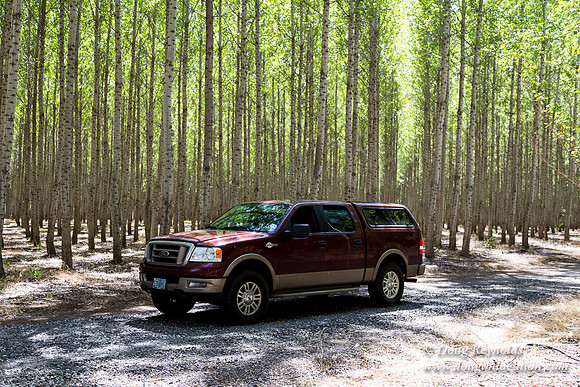 Tree Farm