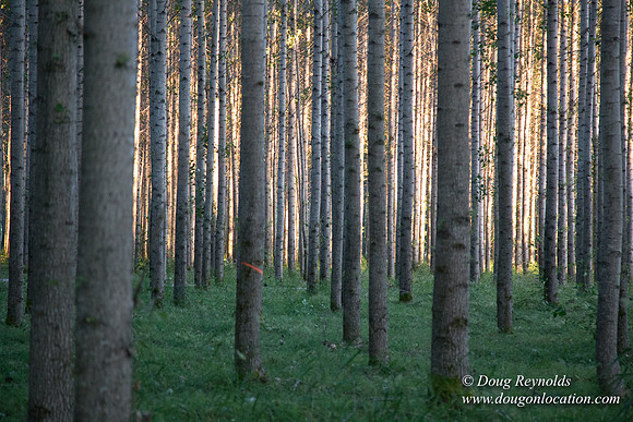 LCG & GWG Tree Farm
