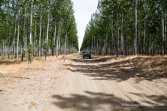 Tree Farm