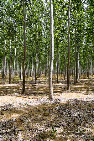 Tree Farm
