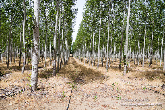 Tree Farm