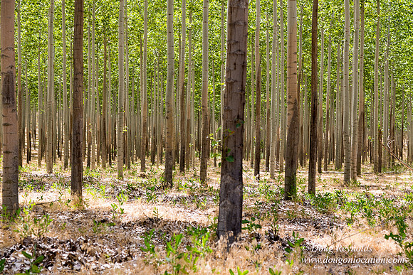 Tree Farm