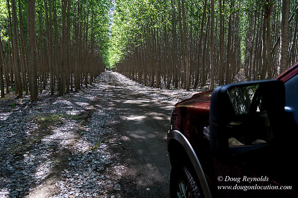 Tree Farm