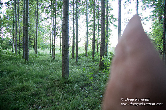 LCG & GWG Tree Farm