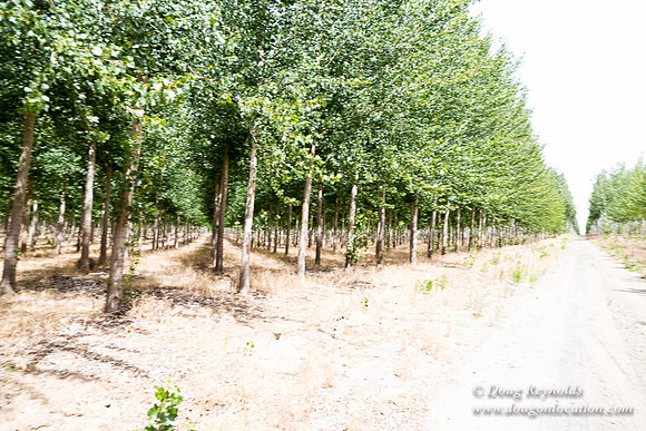 Tree Farm