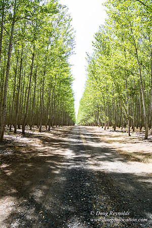 Tree Farm
