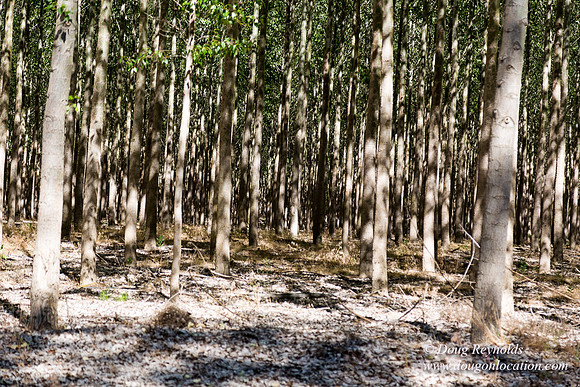 Tree Farm