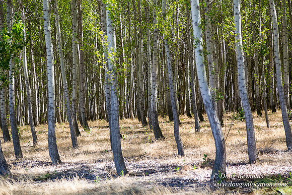 Tree Farm
