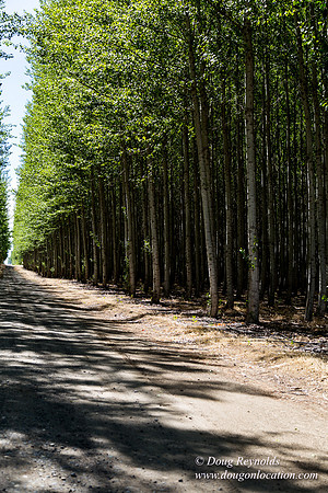 Tree Farm