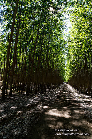 Tree Farm