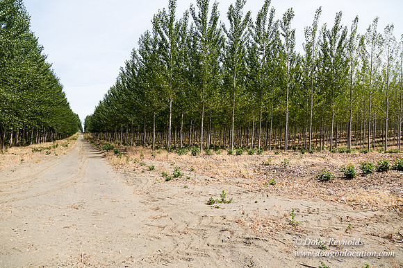 Tree Farm