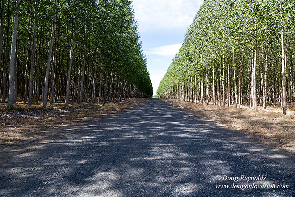 Tree Farm