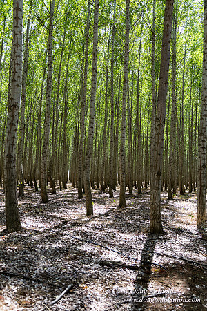 Tree Farm