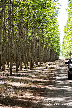Tree Farm