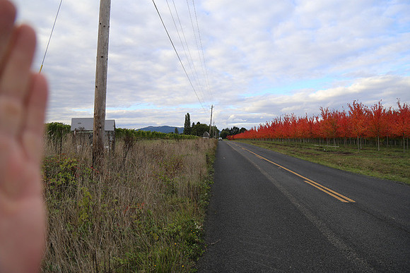 Dilly Rd-1555