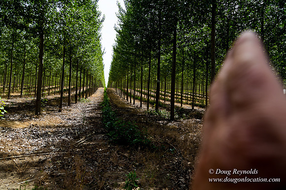 Tree Farm