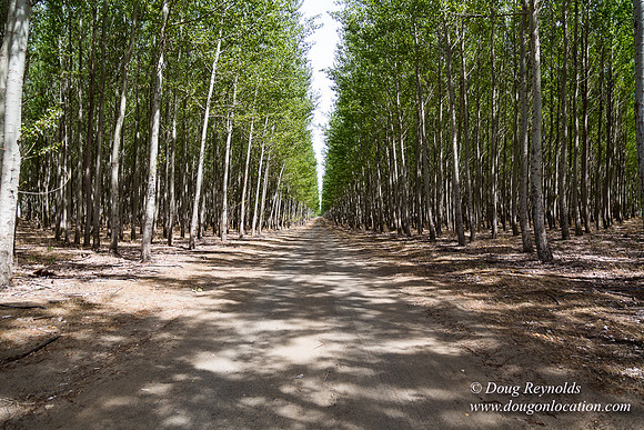 Tree Farm