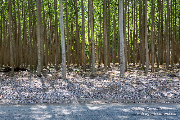 Tree Farm