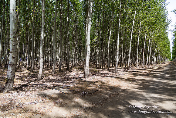 Tree Farm