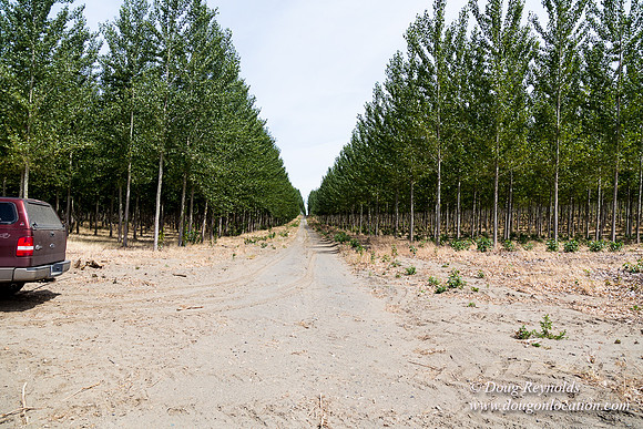 Tree Farm