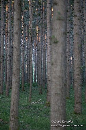 LCG & GWG Tree Farm