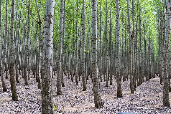 Tree Farm
