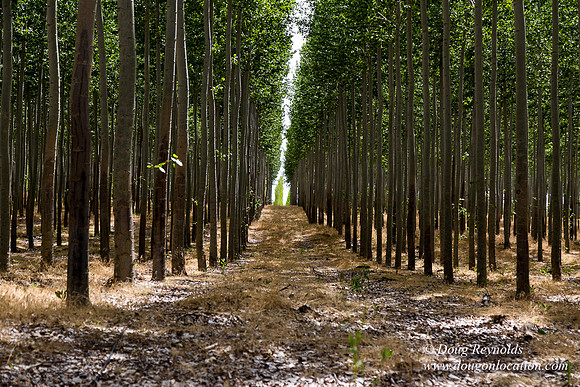 Tree Farm